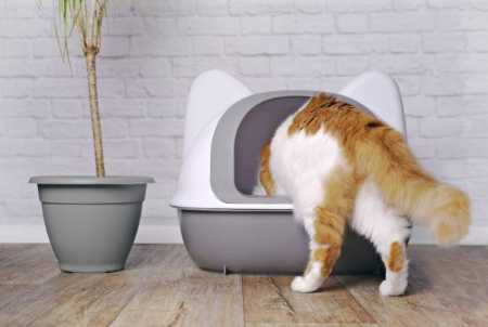 Ratgeber: So findest du die richtige Katzentoilette
