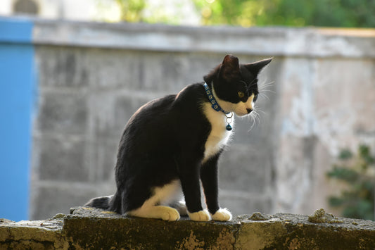 Eine schwarz-weiße Freigängerkatze trägt ein Sicherheitshalsband mit Glöckchen