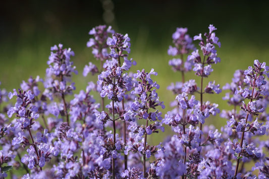 Ein üppiger Busch frischer Katzenminze, mit leuchtend lilanen Blüten