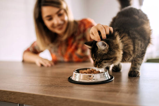 Slow Feed für Katzen - Gesünderes Fressen mit dem richtigen Napf