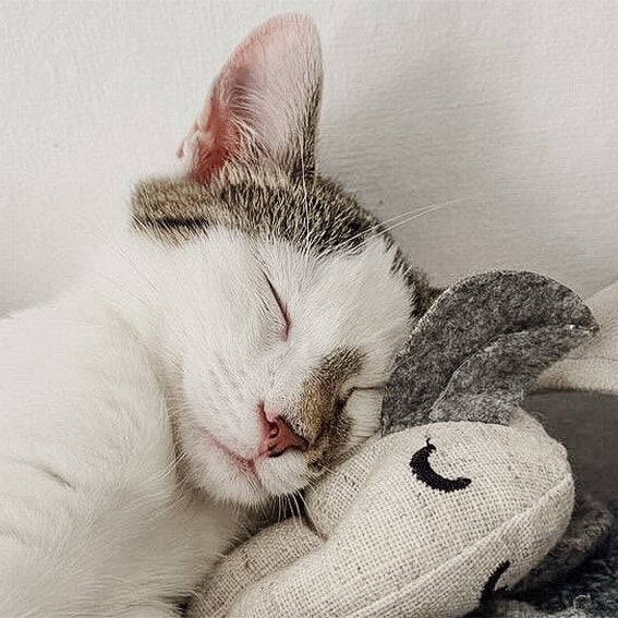 3er Set Katzenspielzeug mit Katzenminze