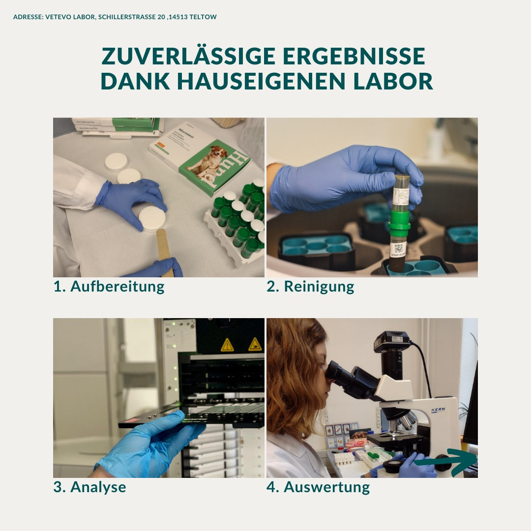 Giardientest Hund