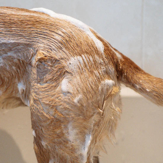 Masimalo Shampoo Anwendungsfoto