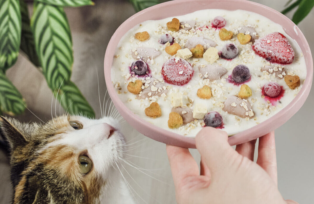 Unsere Top 6 Frozen Treats für Katzen