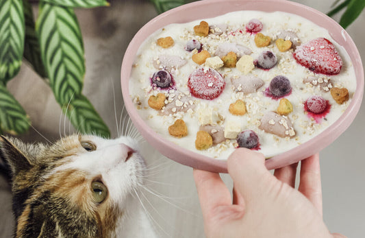 Unsere Top 6 Frozen Treats für Katzen