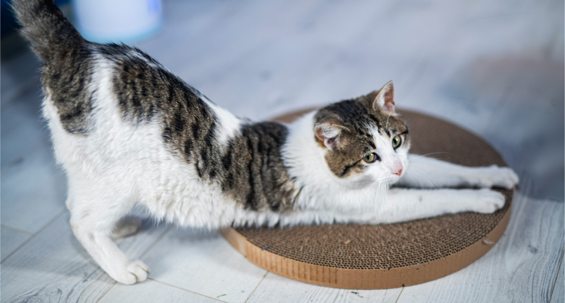 Warum Kratzen für Katzen lebenswichtig ist – und wie deine Möbel trotzdem überleben