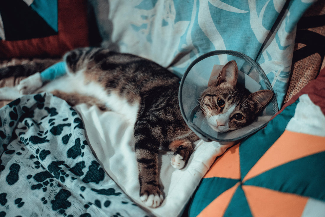 Katze trägt Schutzkragen während der Wundheilung – Erste Hilfe bei Haustieren