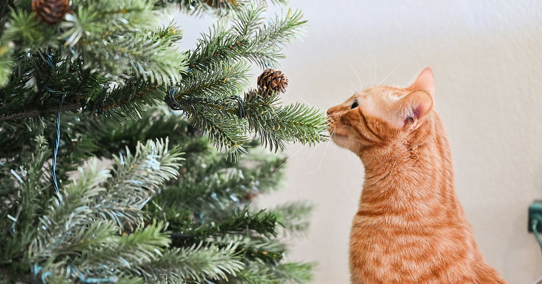 Adventskranz & Weihnachtsbaum katzensicher machen: Der ultimative Survival-Guide