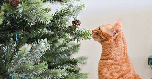 Adventskranz & Weihnachtsbaum katzensicher machen: Der ultimative Survival-Guide