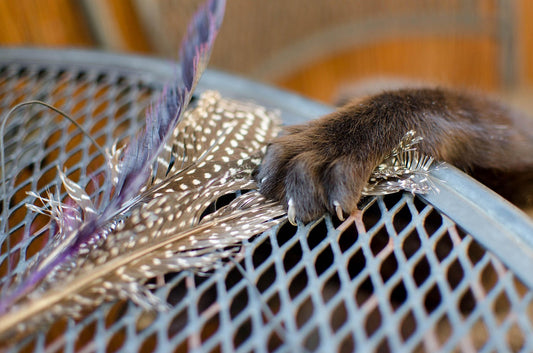 Katze spielt mit Federspielzeug Katzenangel im Korb - Katzenspielzeug gegen Langeweile