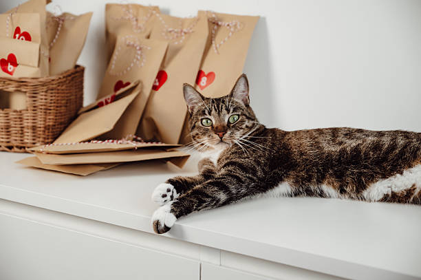 Eine Katze liegt glücklich vor einem Stapel brauner Papiertüten, die gefüllt mit Spielzeug und Leckerli als DIY Katzen-Adventskalender dienen