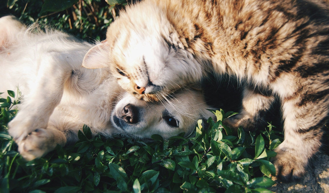 Zecken bei Hund und Katze: Was du wirklich wissen musst