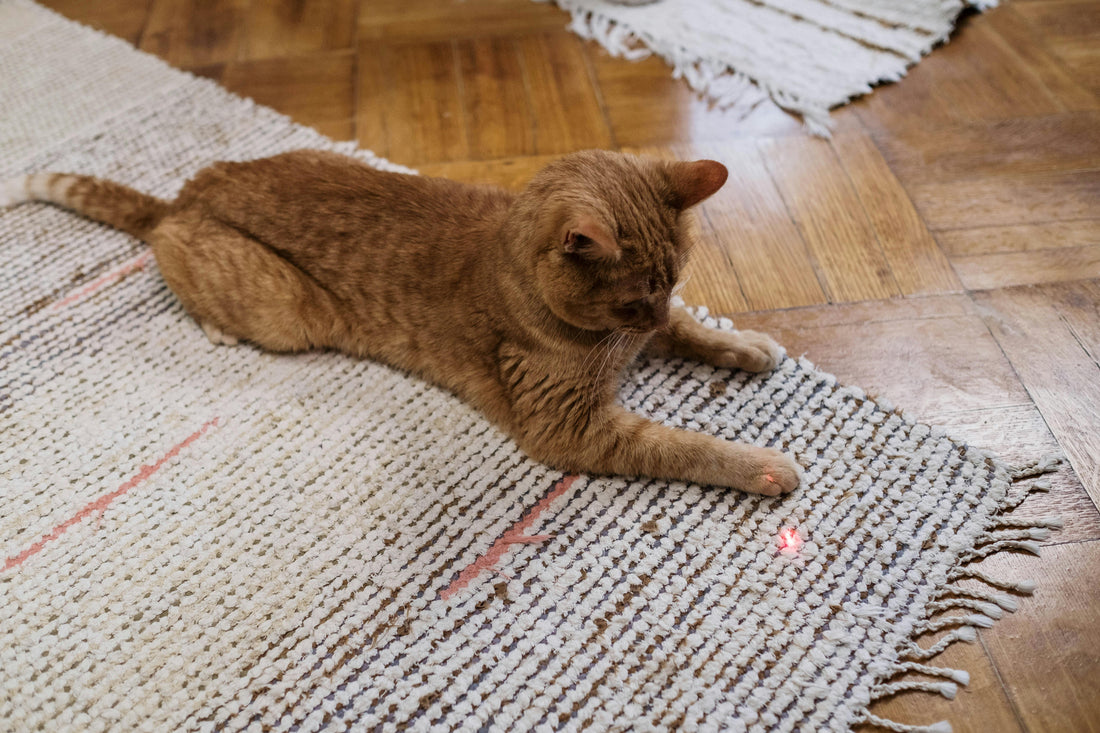 Eine orangefarbene Katze liegt auf einem weichem Teppich und beobachtet gespannt den roten Punkt eines Laserpointers