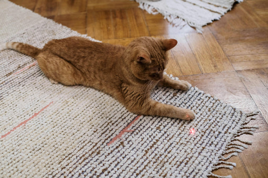 Eine orangefarbene Katze liegt auf einem weichem Teppich und beobachtet gespannt den roten Punkt eines Laserpointers