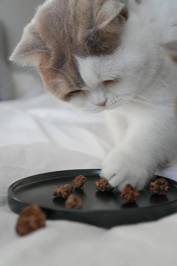 Matatabi-Früchte (30 g)