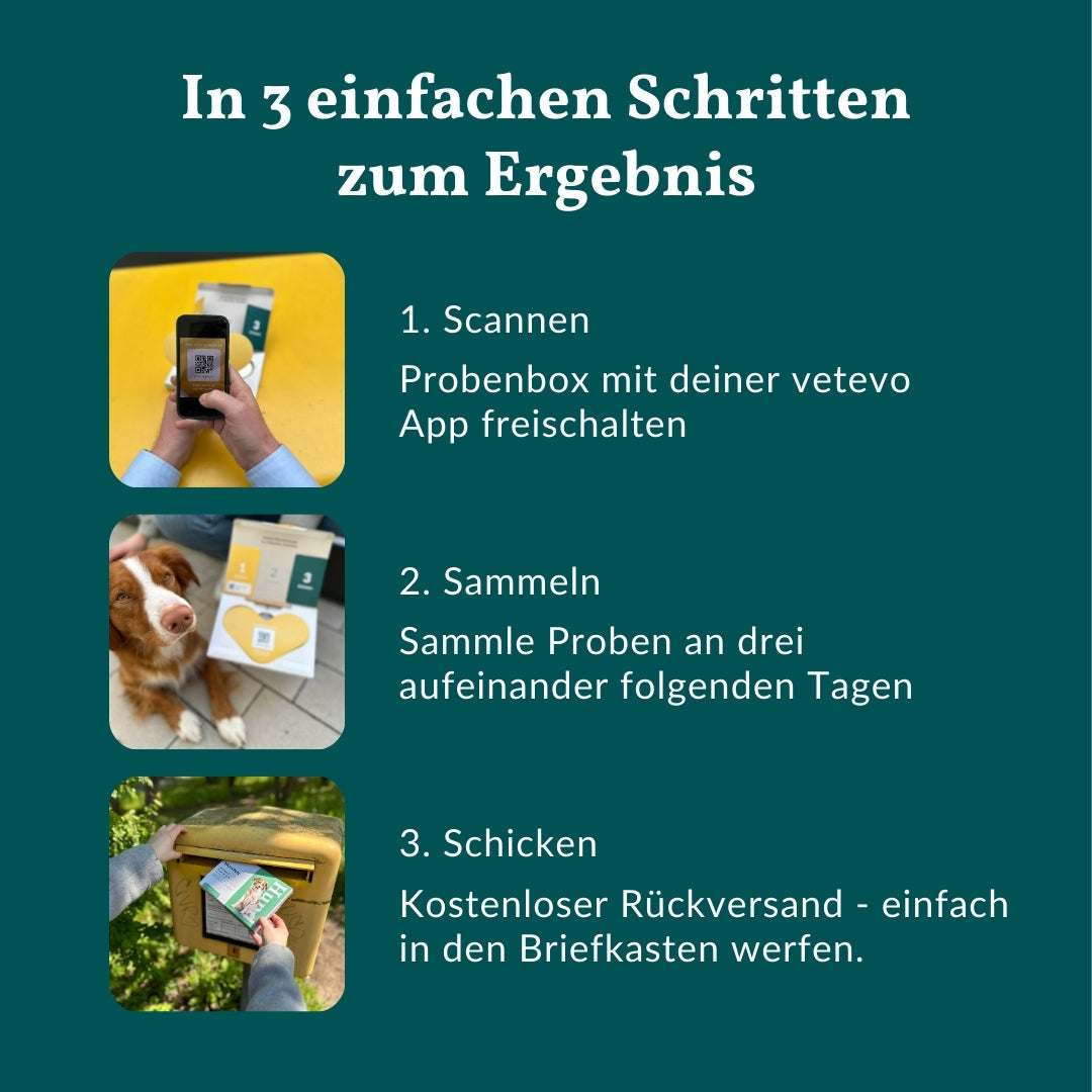 Giardientest Hund