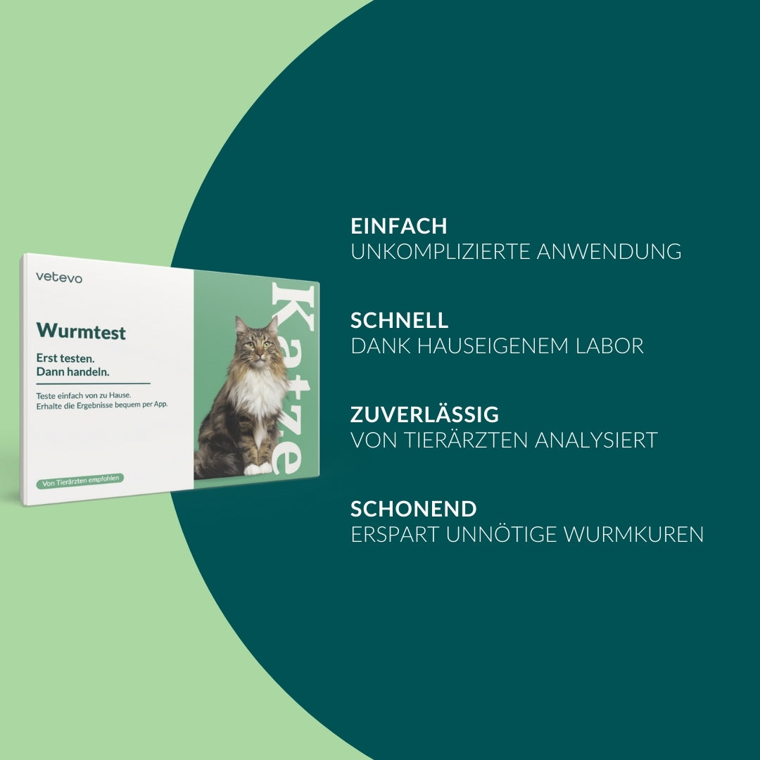 Giardientest Katze
