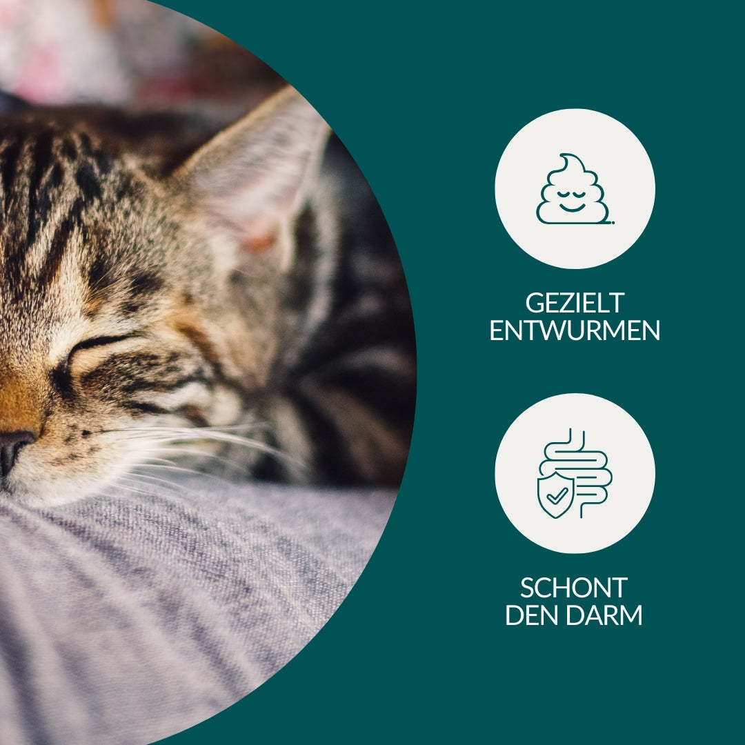 Lungenwurmtest Katze