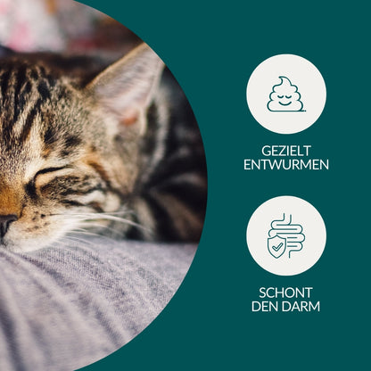 Lungenwurmtest Katze