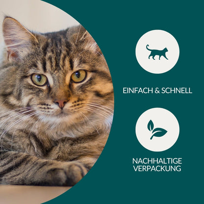 Lungenwurmtest Katze