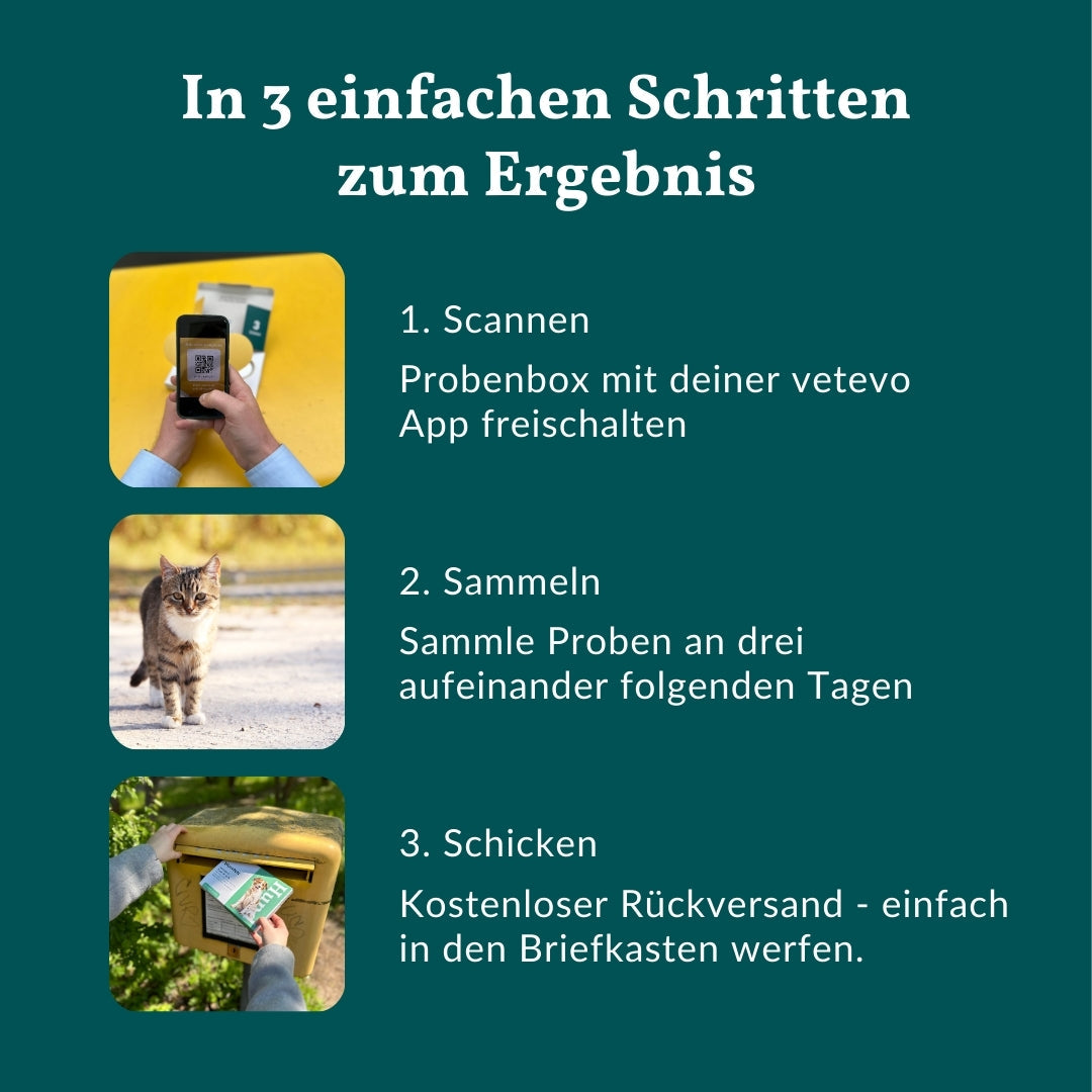 Giardientest Katze