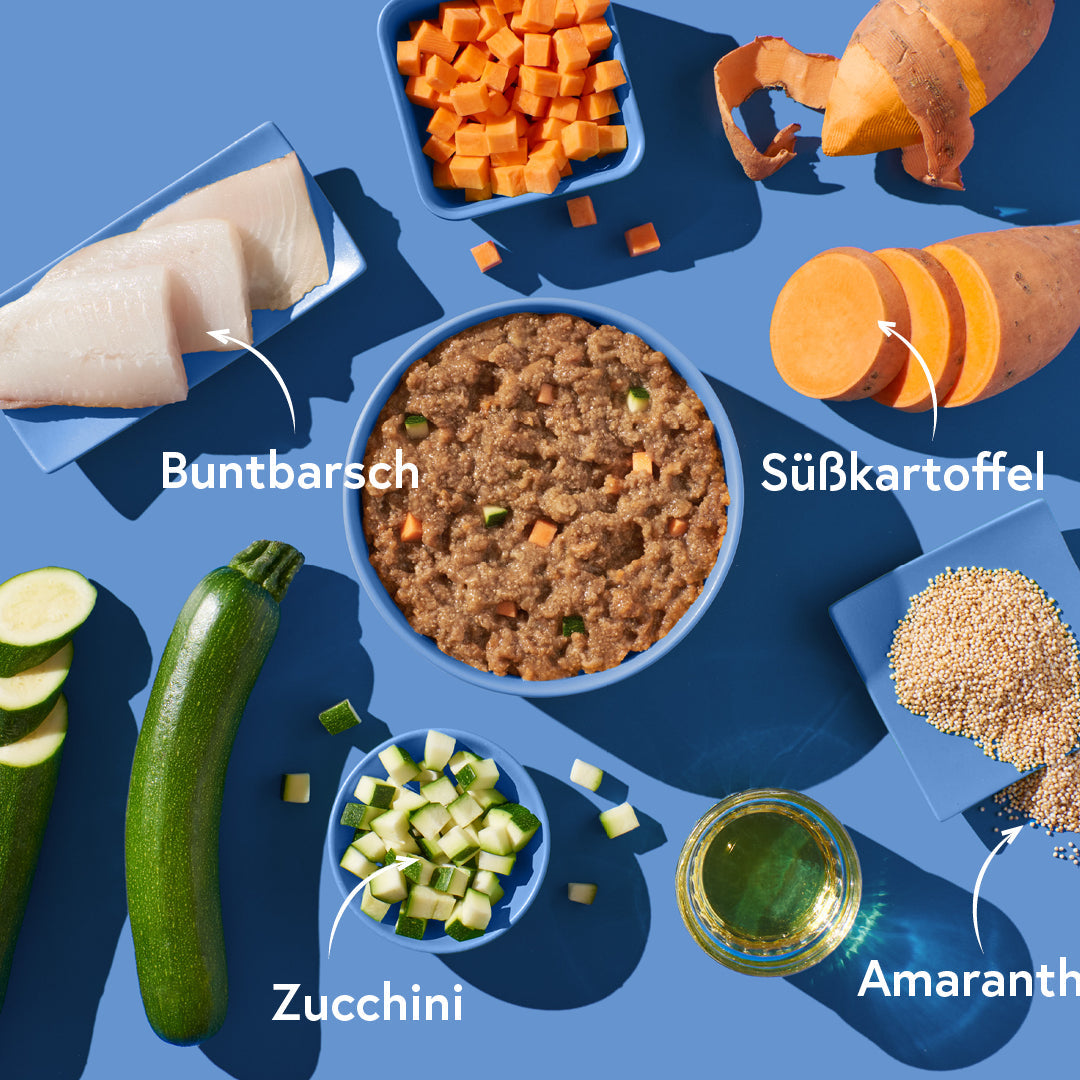 FRED Buntbarsch mit Amaranth