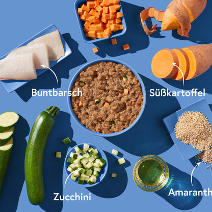FRED Buntbarsch mit Amaranth