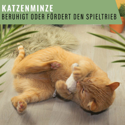 SET KATZENMINZE – Nachfüllbeutel für das ne&no Katzenspielzeug (18 Stück)