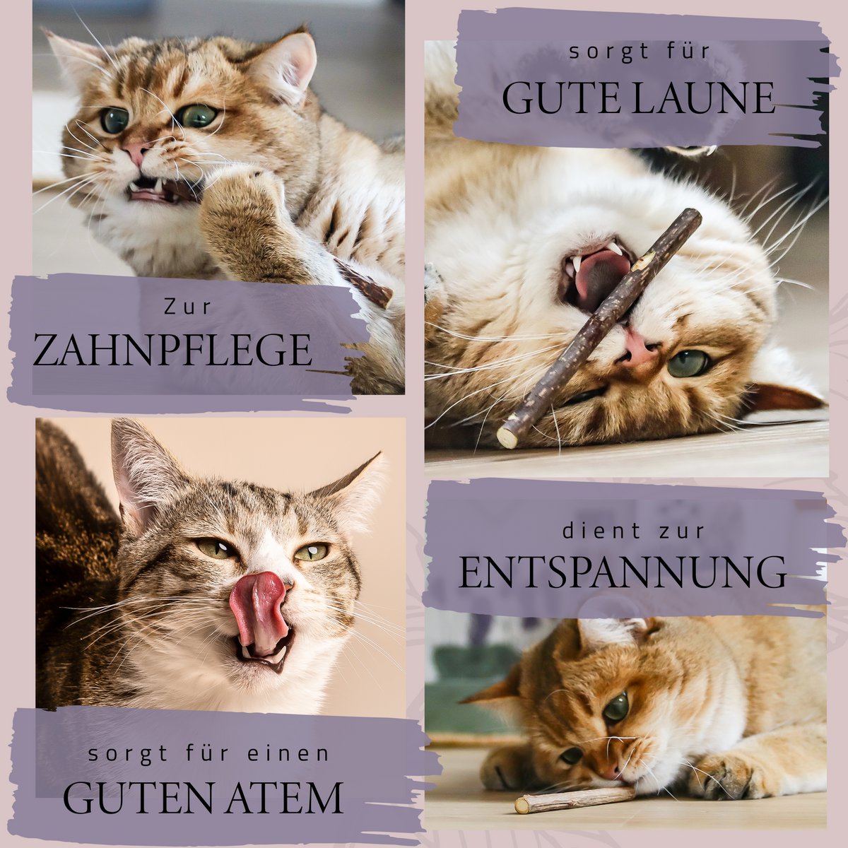 Geschenkset Katzen-Wohlfühlkräuter: Katzenminze + Baldrian Spray + Matatabi Sticks