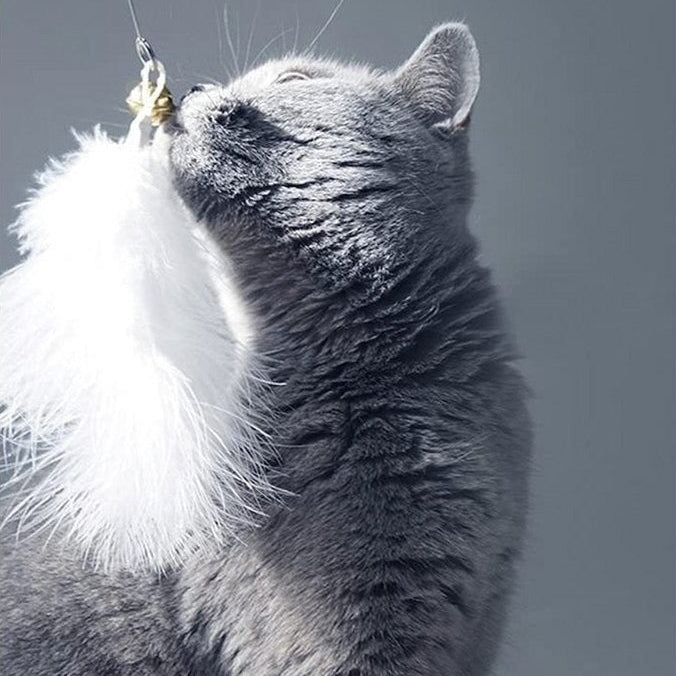 BKH Katze spielt mit einem Anhänger aus echten Federn