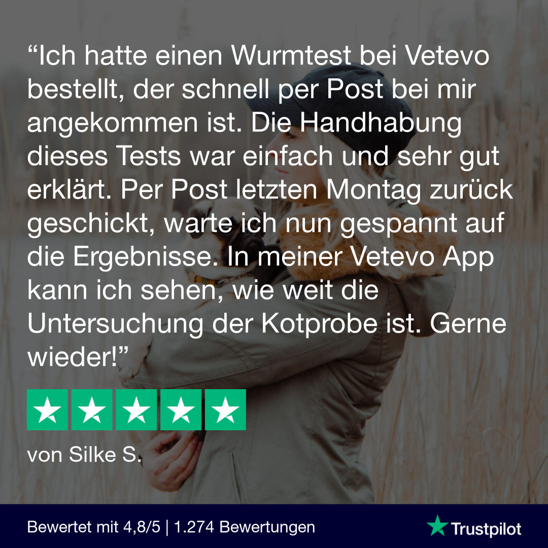 Giardientest Katze