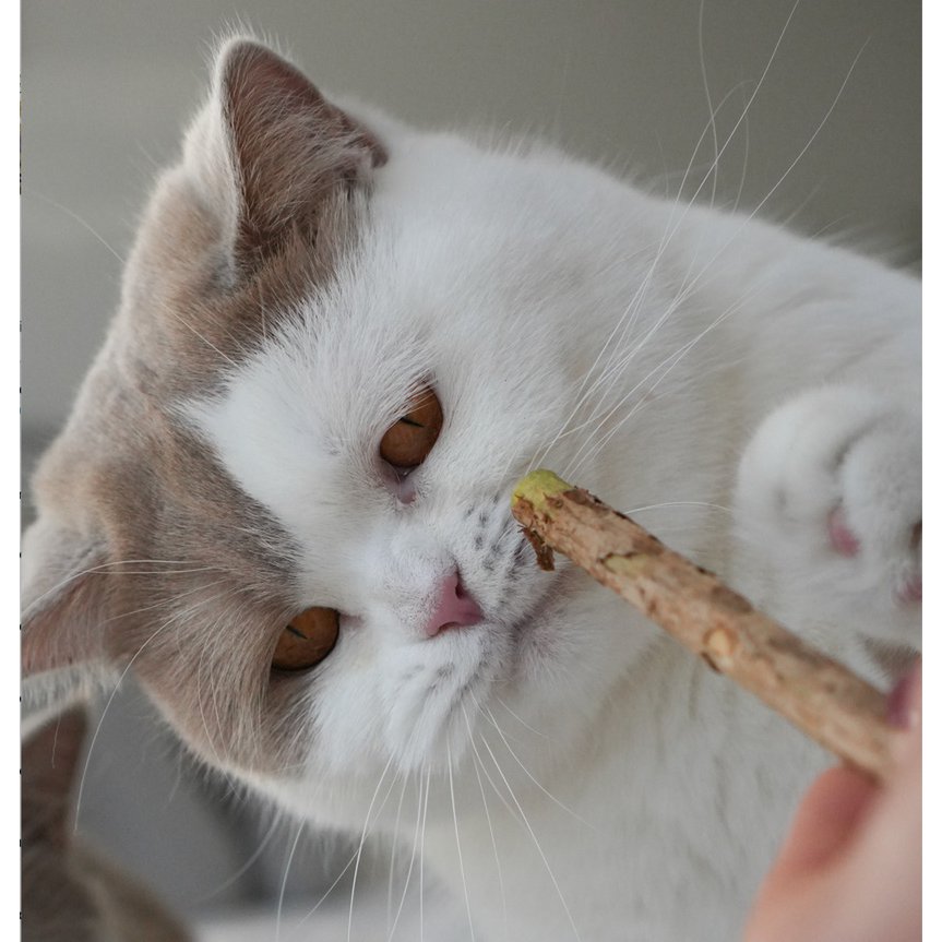 Matatabi-Sticks (5 Stück)