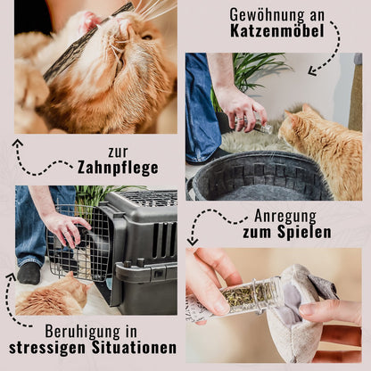 Geschenkset Katzen-Wohlfühlkräuter: Katzenminze + Baldrian Spray + Matatabi Sticks