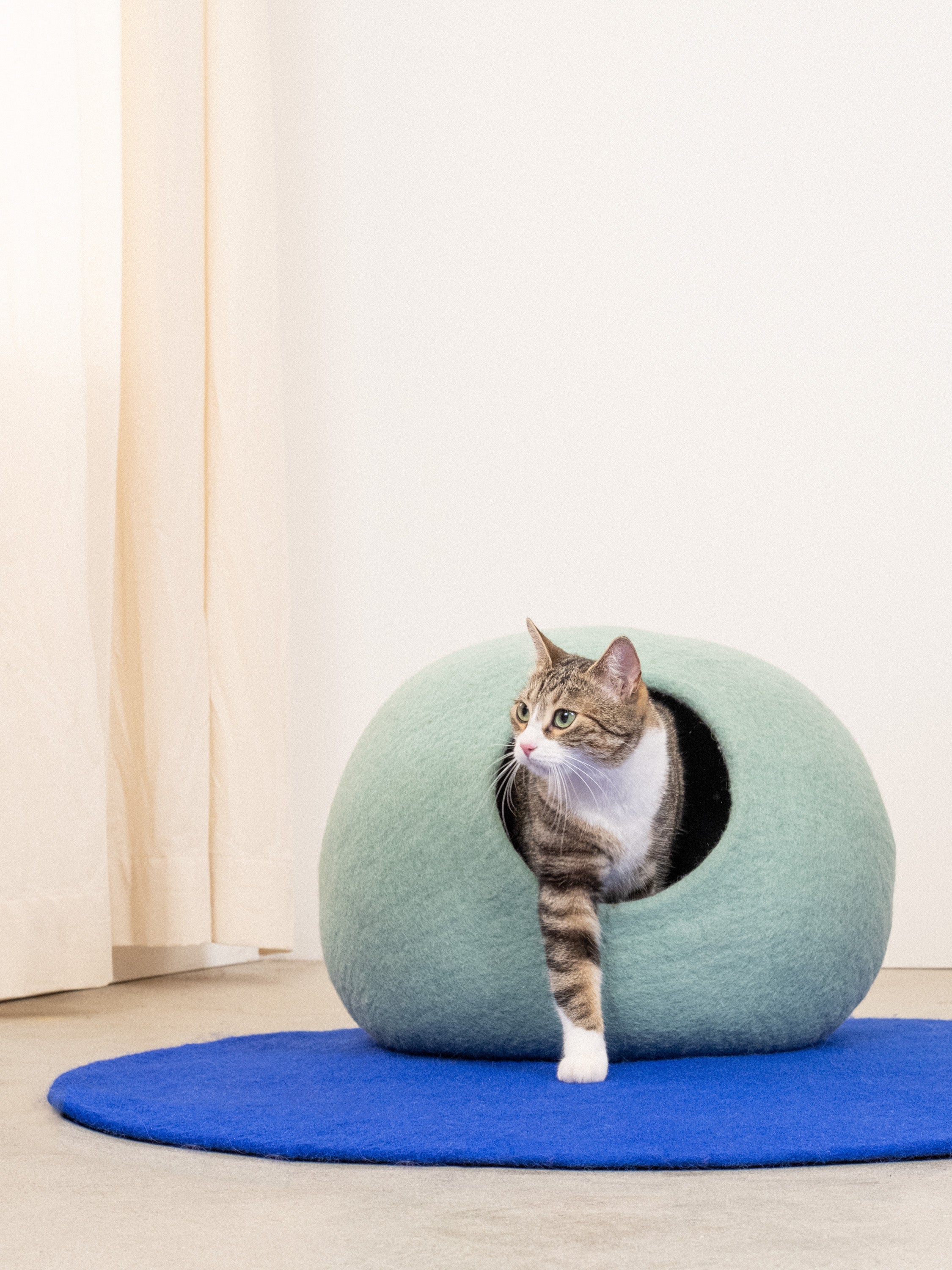 Eine Hauskatze guckt neugierig aus der Filzhöhle in Türkis